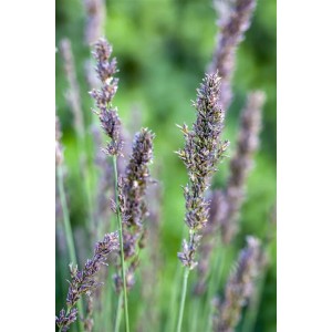Detailaufnahme von blühendem Moorgras (Molinia Caerulea) im Topf, Ziergras für den Garten.