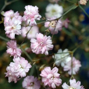6 x Schleierkraut 'Alba' Gypsophila Repens Topf 9cm Bodendeckend