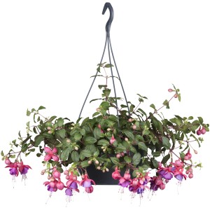 Hängende Fuchsie (Fuchsia Hybride) in Ampel, ca. 27 cm Durchmesser, mit pink-lila Blüten.