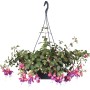 Hängende Fuchsie (Fuchsia Hybride) in Ampel, ca. 27 cm Durchmesser, mit pink-lila Blüten.