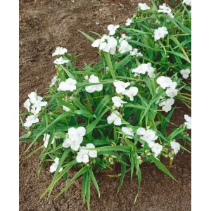 Tradescantia 'Innocence' mit weißen Blüten und grünen Blättern im 9x9 cm Topf.