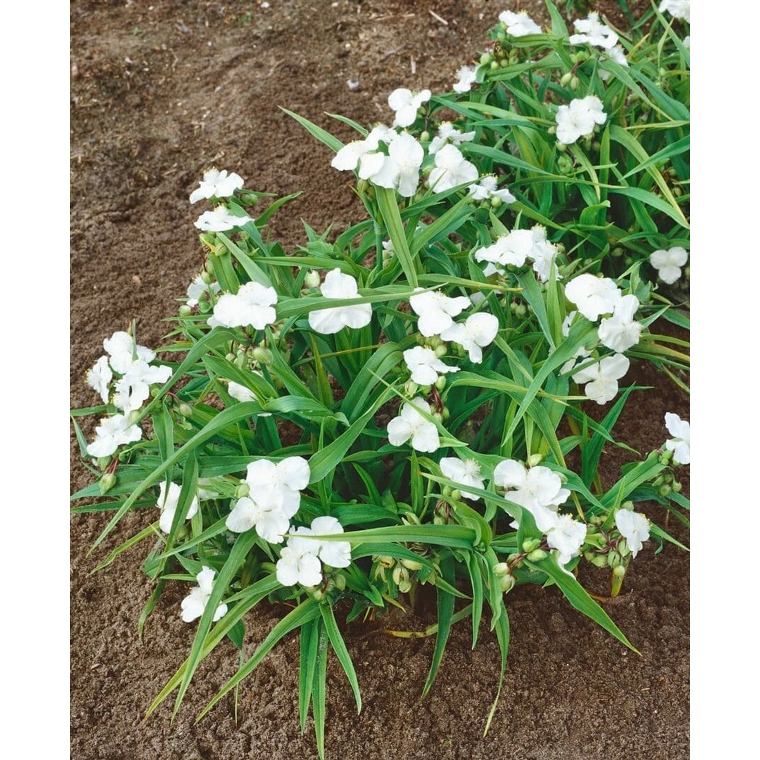 Tradescantia X Andersoniana Innocence Dreimasterblume Ca. 9x9 cm Topf günstig online kaufen