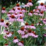 Sonnenhut 'Kims Knee High' (Echinacea purpurea) mit rosa Blüten und braunen Blütenköpfen.