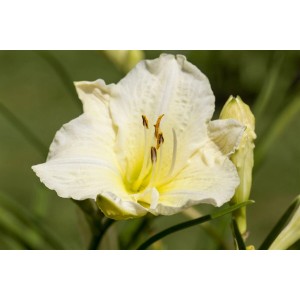 Nahaufnahme einer weißen Taglilie (Hemerocallis Joan Senior) mit gelbem Zentrum.