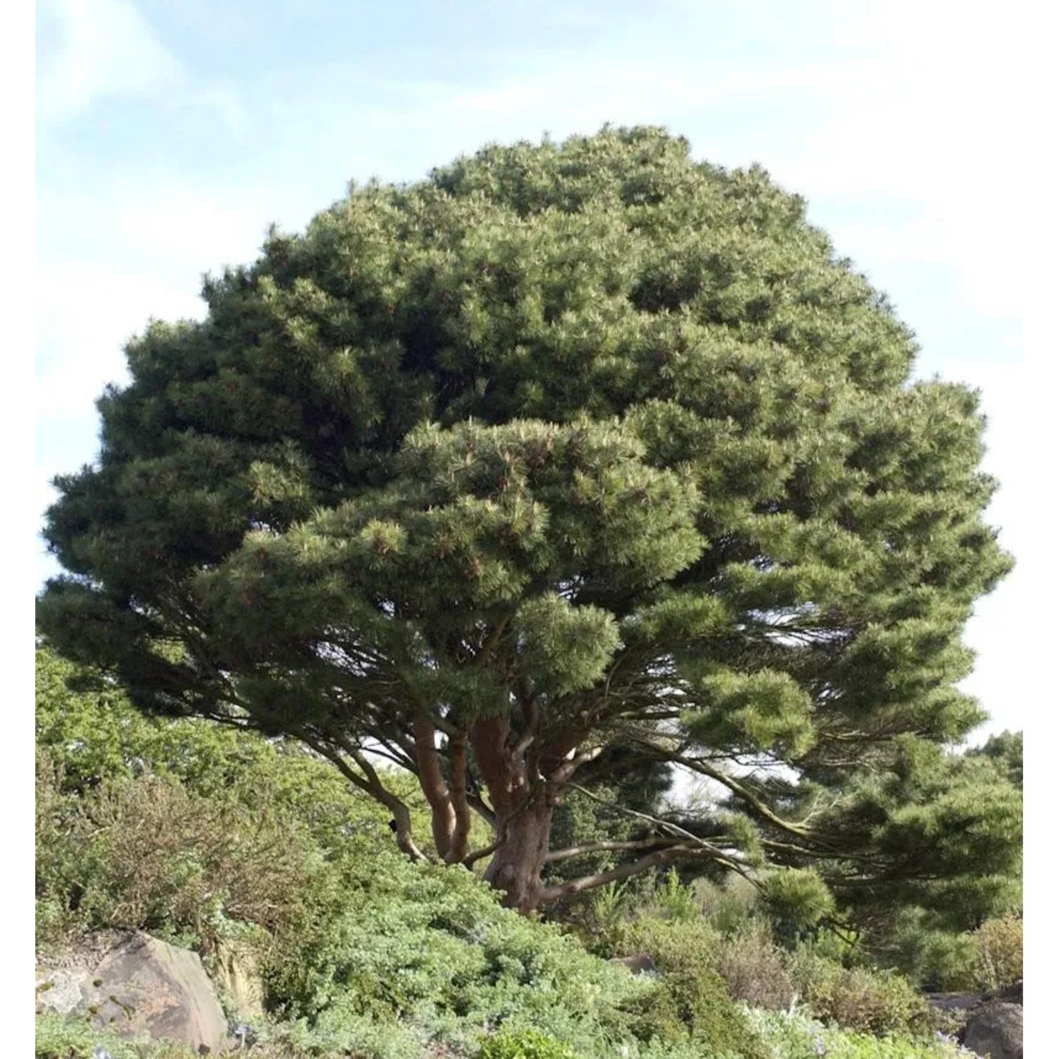 Japanische Strauchkiefer 50-60cm - Pinus densiflora