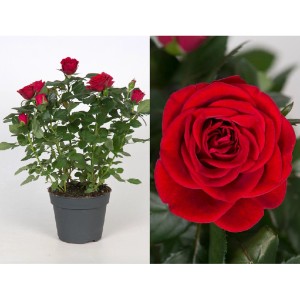 GROW by OBI Rose, rote Blüte im Topf, ca. 13 cm Durchmesser.