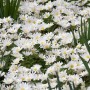 Balkan-Windröschen 'White Splendour' im Topf, weiße Blüten mit gelber Mitte.
