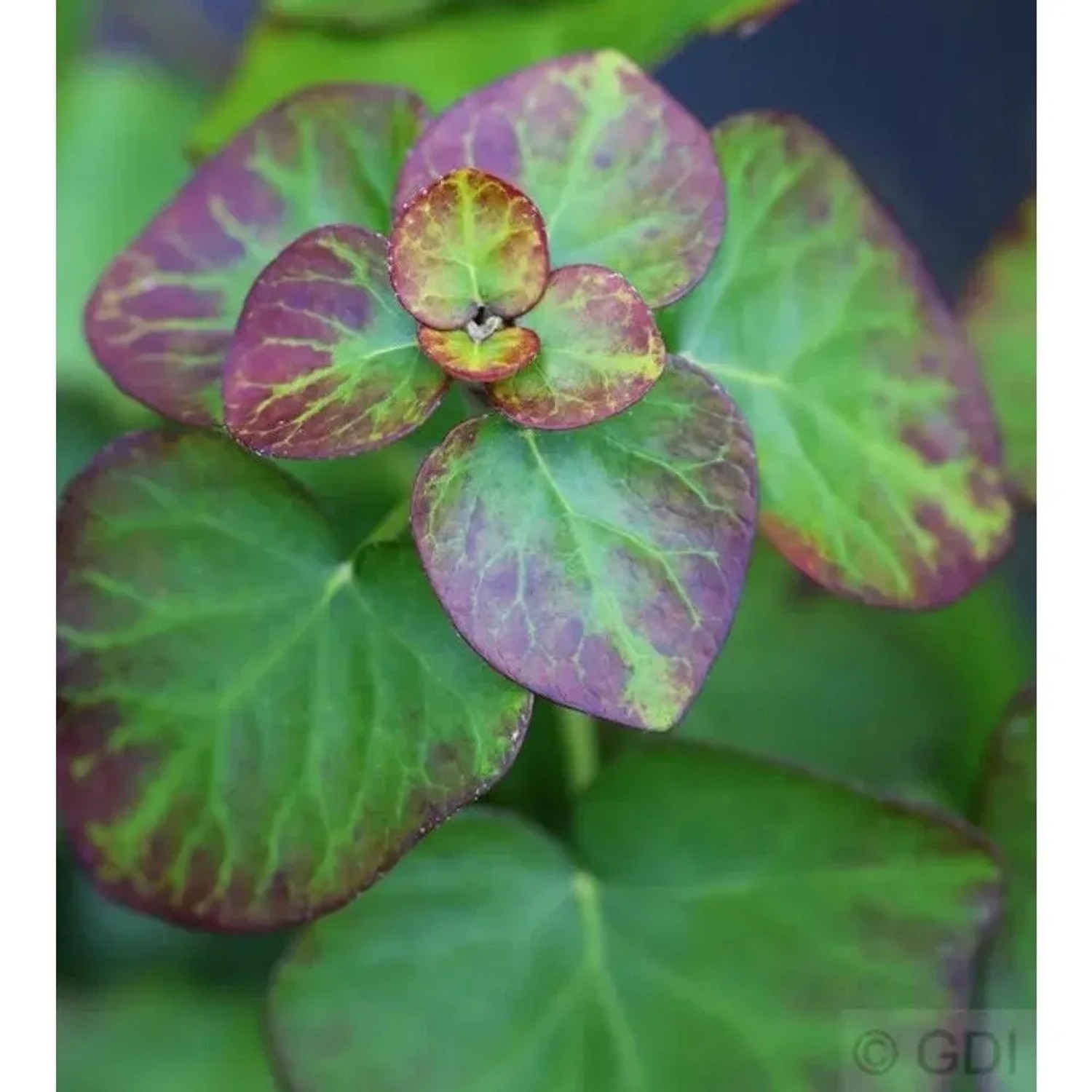 Zwergefeu Arbori Compact 40-50cm - Hedera helix