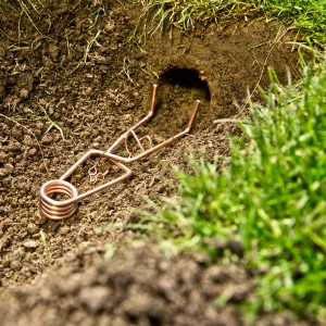 Windhager Wühlmausfalle Standard aus Kupferdraht vor einem Wühlmausloch im Erdreich.