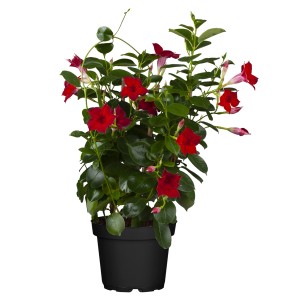 Dipladenie Busch mit roten Blüten im Topf, ca. 30-40 cm hoch. Blühende Kübelpflanze für Balkon und Terrasse.