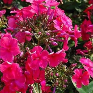 Nahaufnahme der leuchtend pinkfarbenen Blüten der Hohen Flammenblume Aida (Phlox paniculata).