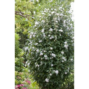 Gartenhibiskus 'Speciosus' mit weißen Blüten auf 80 cm Stammhöhe im Garten.