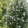 Gartenhibiskus 'Speciosus' mit weißen Blüten auf 80 cm Stammhöhe im Garten.