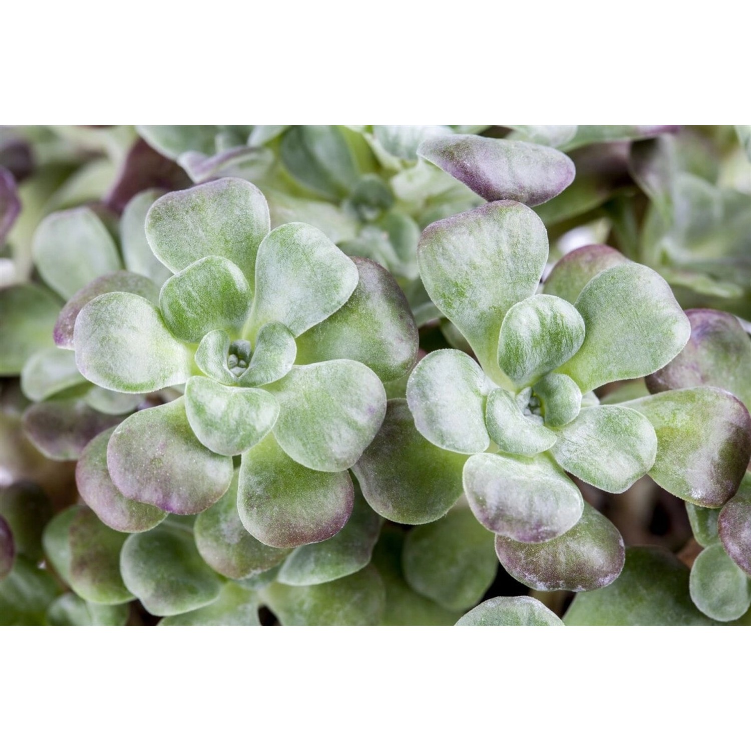 Sedum Spathulifolium Purpureum Spatelblättrige Fetthenne Ca. 9x9 cm Topf günstig online kaufen