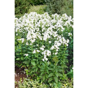 Weiße Flammenblume (Phlox Paniculata Danielle) im Topf, eine blühende Staude für sonnige Standorte.