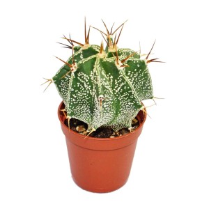 Bischofsmütze Kaktus Astrophytum ornatum im braunen 5,5cm Topf mit weißen Punkten und Dornen.