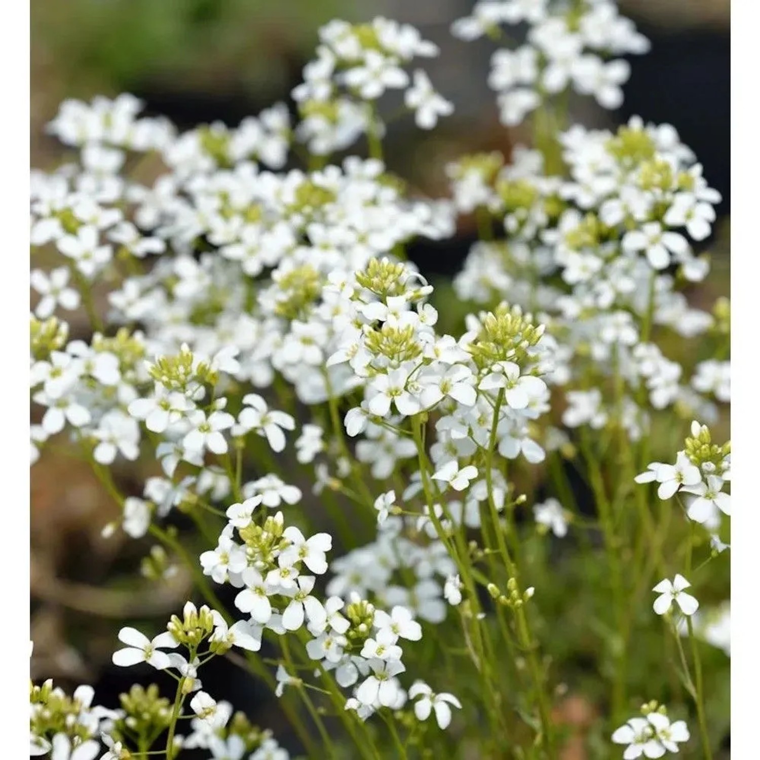 Schaumkresse Glacier - Arabis procurrens