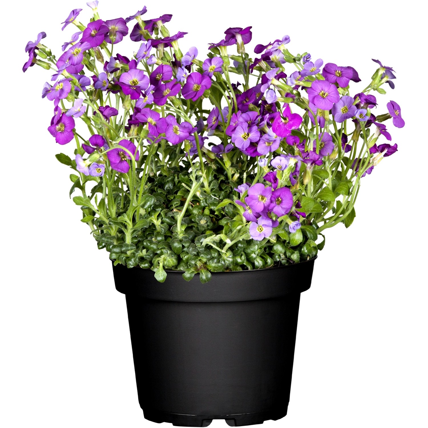 Blaukissen Royal Blue Blau Topf-Ø ca. 9 cm x 9 cm Aubrieta