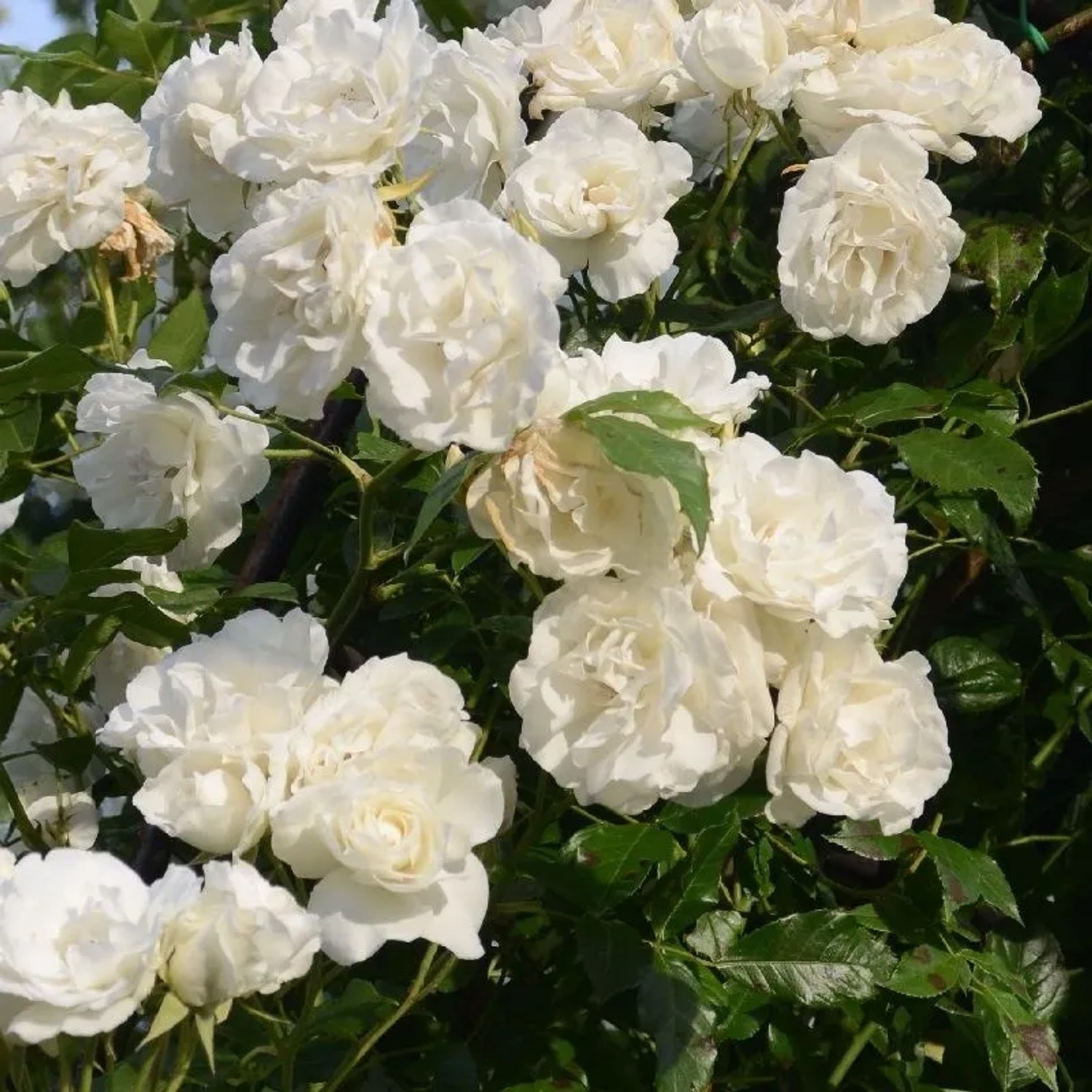 Kletterrose 'Madame Alfred Carrière' Rosa plantofix Duftende Blüten