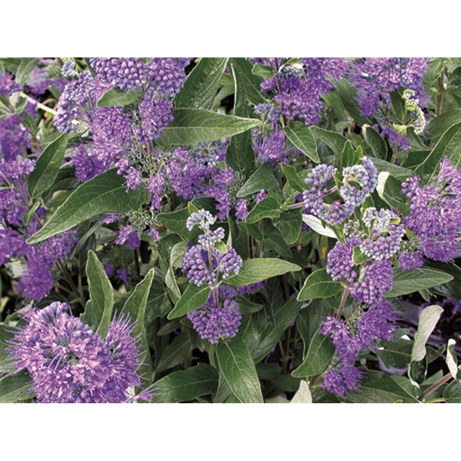 Caryopteris Clandonensis Bartblume Dark Knight 40-60 cm günstig online kaufen