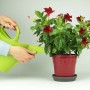 Gießkanne bewässert Mandevilla im Topf, gedüngt mit Nutri One Universal-Dünger.