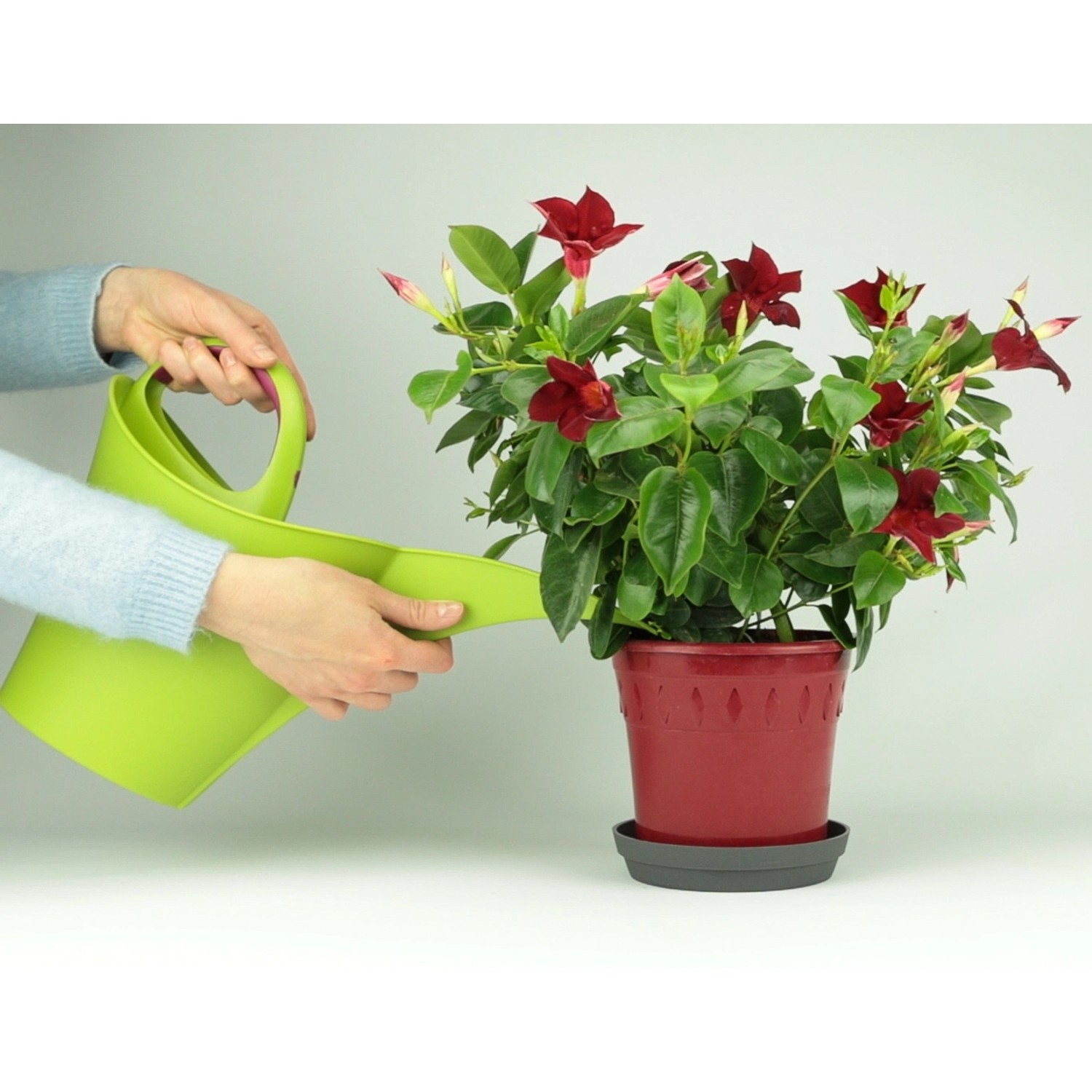Gießkanne bewässert Mandevilla im Topf, gedüngt mit Nutri One Universal-Dünger.