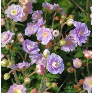 Nahaufnahme des Wiesenstorchschnabel Summer Skies (Geranium pratense) mit zarten, lila Blüten.