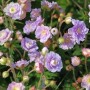 Nahaufnahme des Wiesenstorchschnabel Summer Skies (Geranium pratense) mit zarten, lila Blüten.
