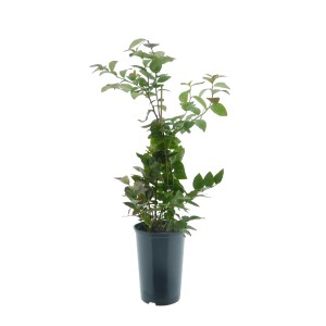 Heidelbeere Goldtraube BIO im Topf, ca. 30-40 cm hoch.