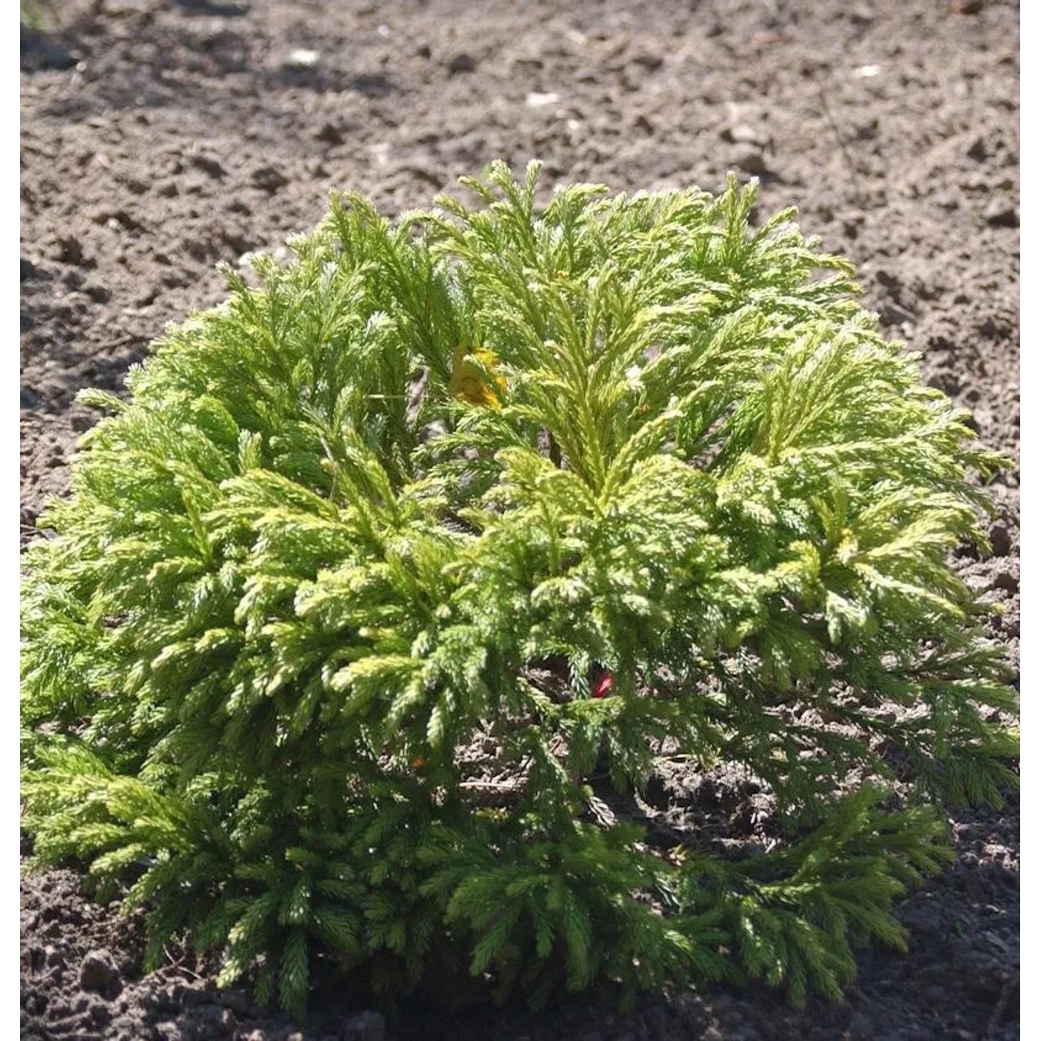 Japanische Zwergsicheltanne Green Pearl 10-15cm - Cryptomeria japonica