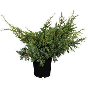 Zwerg-Wacholder Blue Swede im Topf, silberblaue Nadeln, ca. 5-10 cm hoch.