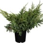 Zwerg-Wacholder Blue Swede im Topf, silberblaue Nadeln, ca. 5-10 cm hoch.