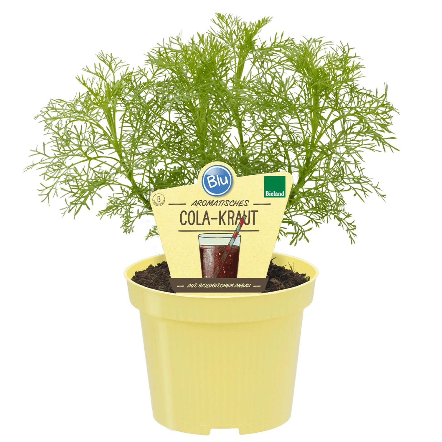 Blu Cola-Strauch Topf-Ø ca. 12 cm günstig online kaufen