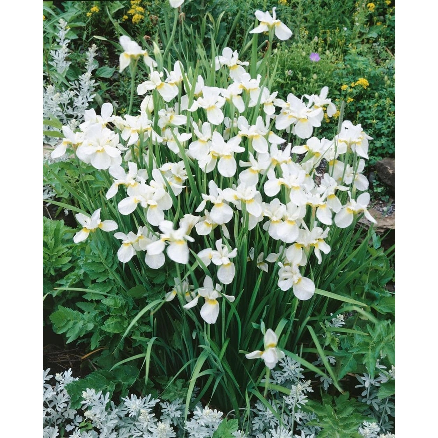 Iris Sibirica Sibirische Schwertlilie White Swirl Ca 11x11 cm Topf günstig online kaufen