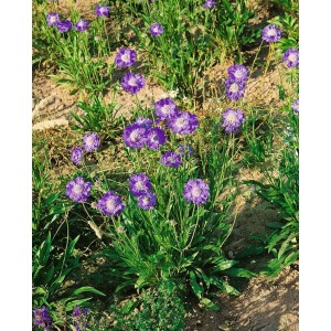 Kaukasische Skabiose 'Stäfa' mit lavendelblauen Blüten im 9x9 cm Topf.