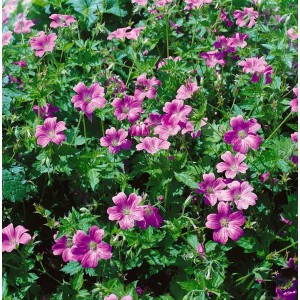 Rosa blühender Geranium Storchschnabel 'Claridge Druce' im 9x9 cm Topf.