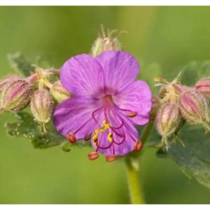 Nahaufnahme einer blühenden, lila Balkan-Storchschnabel (Geranium macrorrhizum) Staude.