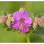 Nahaufnahme einer blühenden, lila Balkan-Storchschnabel (Geranium macrorrhizum) Staude.