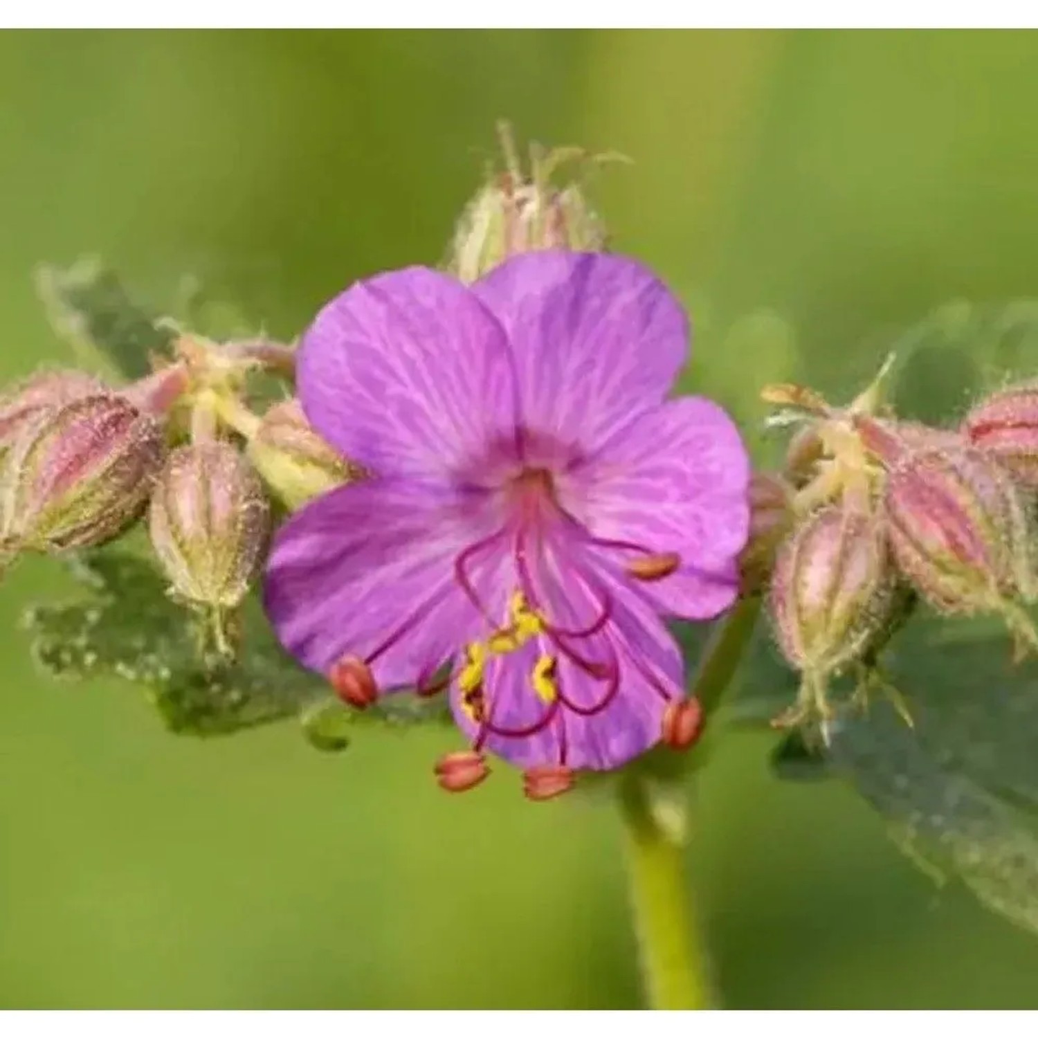 Nahaufnahme einer blühenden, lila Balkan-Storchschnabel (Geranium macrorrhizum) Staude.
