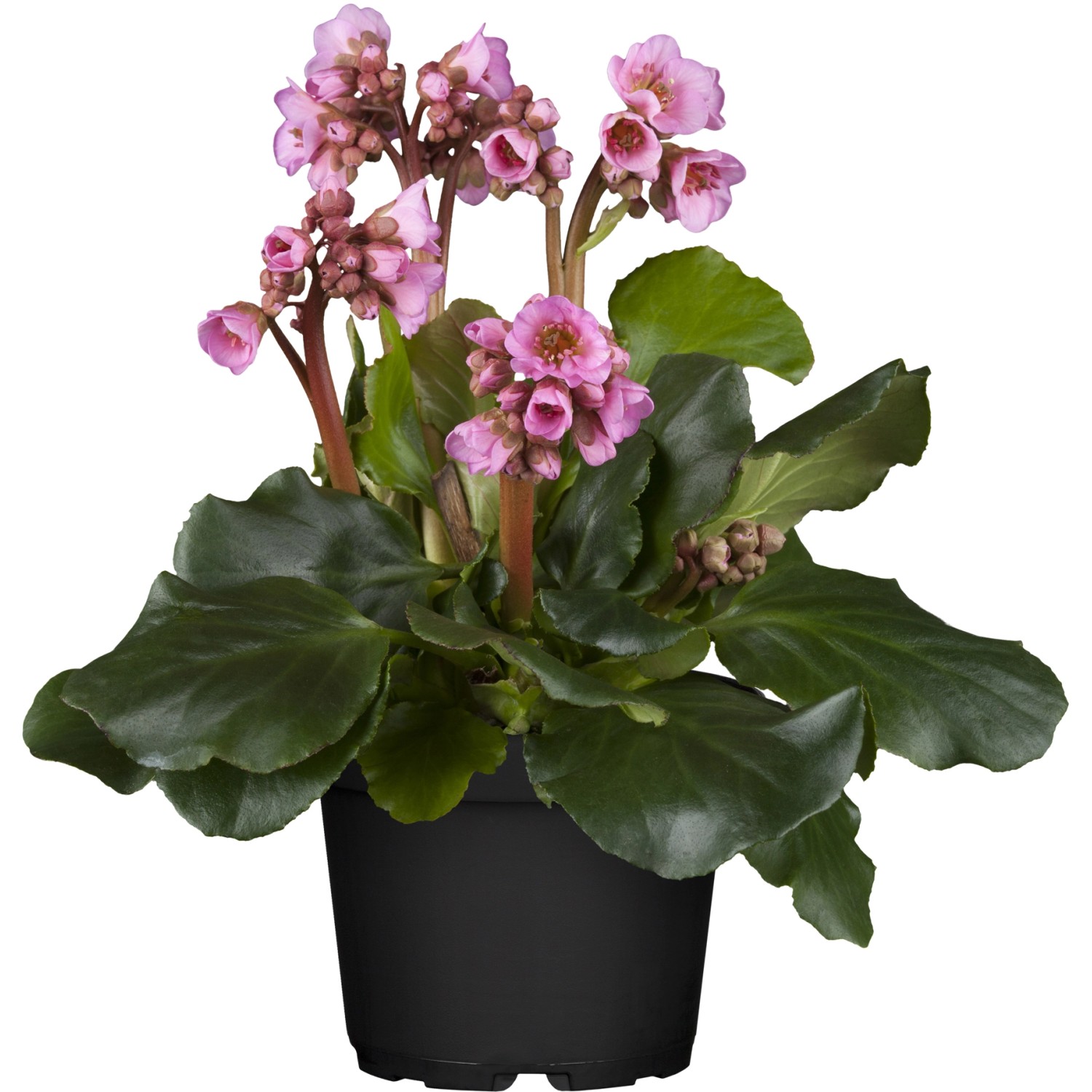 Garten-Bergenie Rotblum Rot Topf-Ø ca. 9 cm x 9 cm Bergenia günstig online kaufen