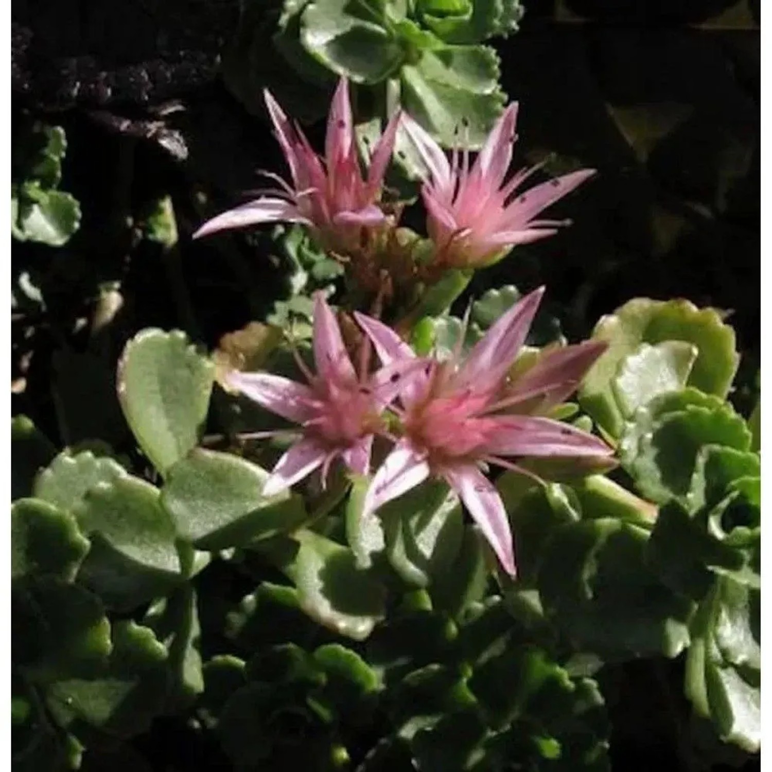 Kaukasus Asienfetthenne Coccineum - Sedum spurium