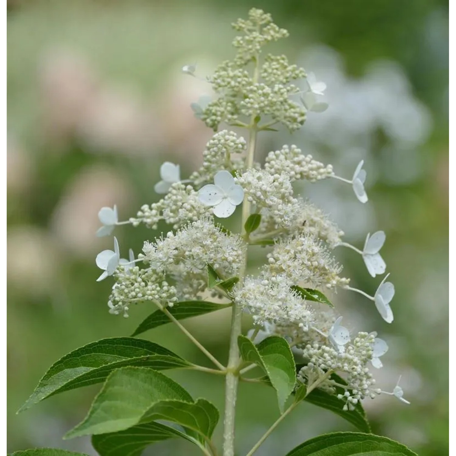 Rispenhortensie Kyushu 60-80cm - Hydrangea paniculata