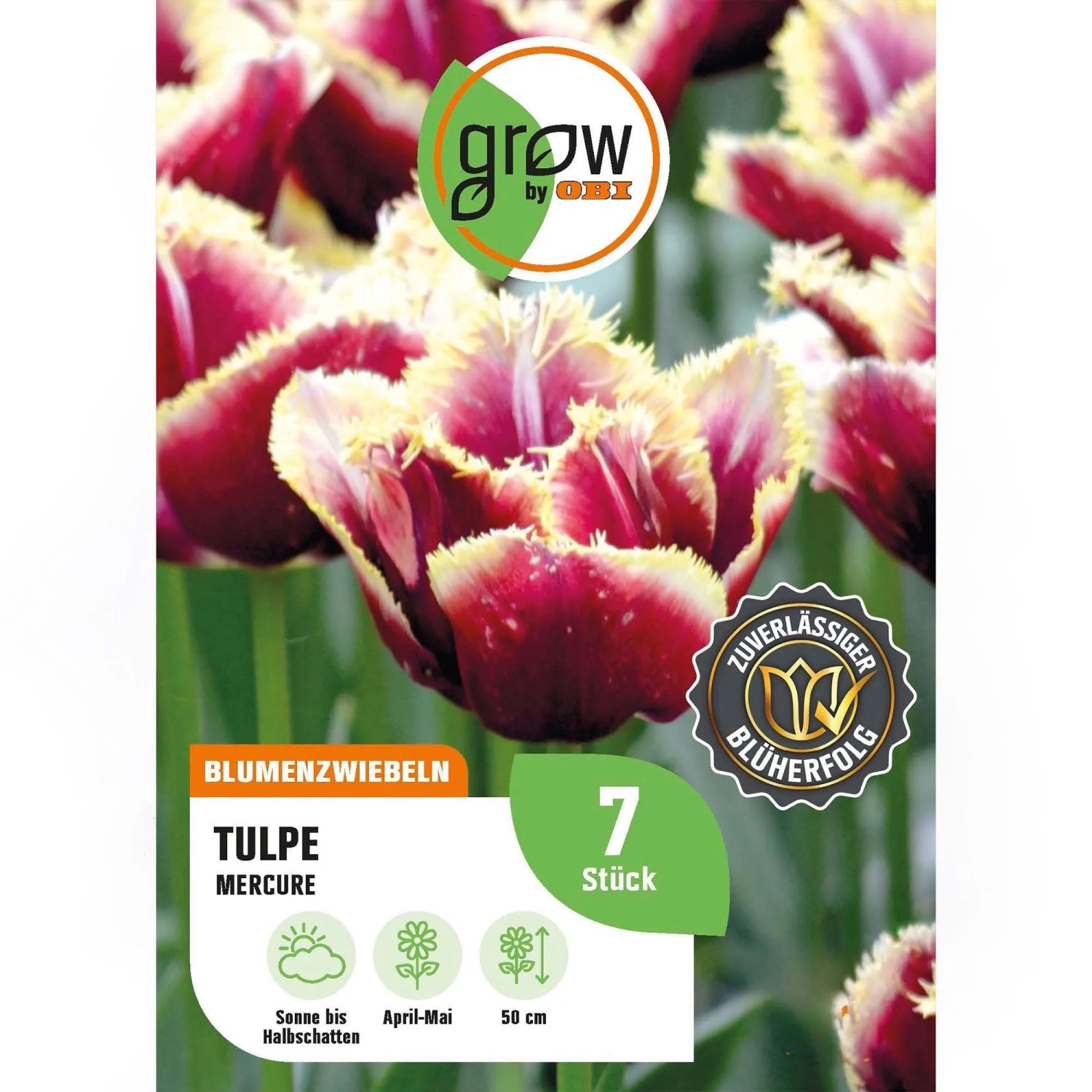 GROW by OBI Tulipa fringed Mercure Rot-Gelb 6 Stück Tulipa fringed Mercure