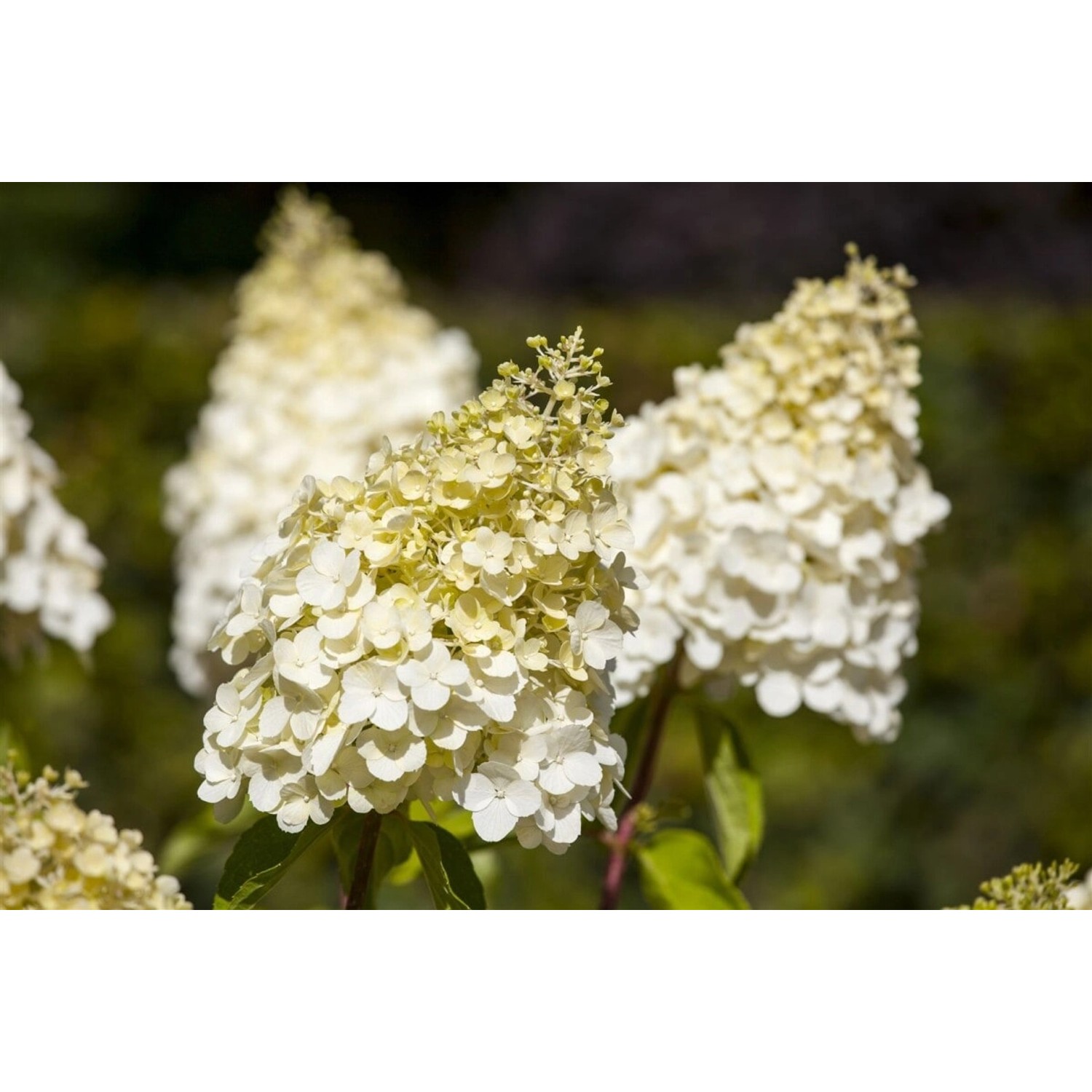 Nahaufnahme der cremeweißen Blüten der Rispenhortensie 'Magical Moonlight', 60-80 cm hoch.