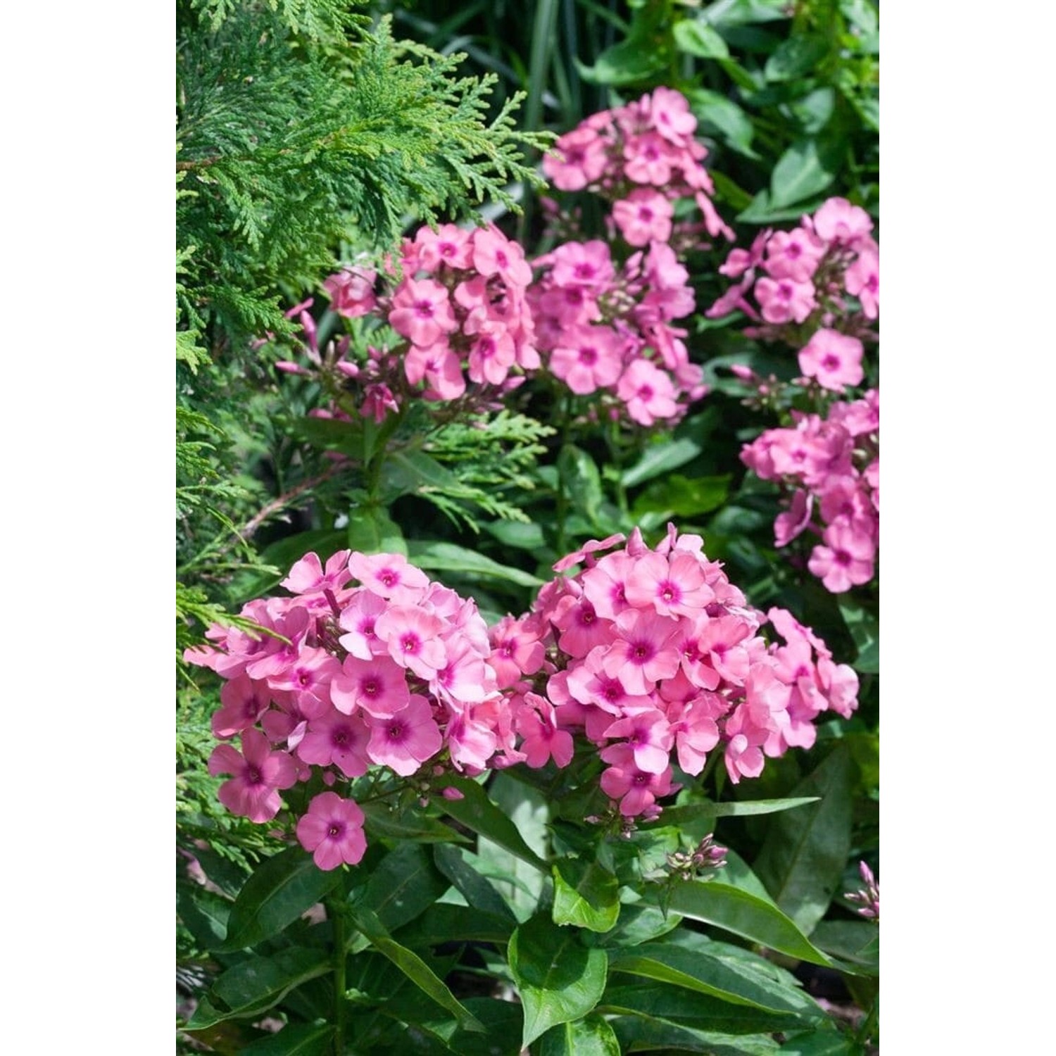Phlox Paniculata Jeff's Pink Flammenblume Ca. 11x11 cm Topf günstig online kaufen