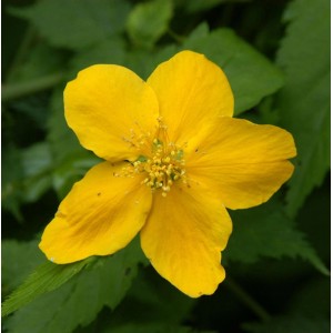Nahaufnahme einer leuchtend gelben, ungefüllten Blüte des Ranunkelstrauchs (Kerria japonica).