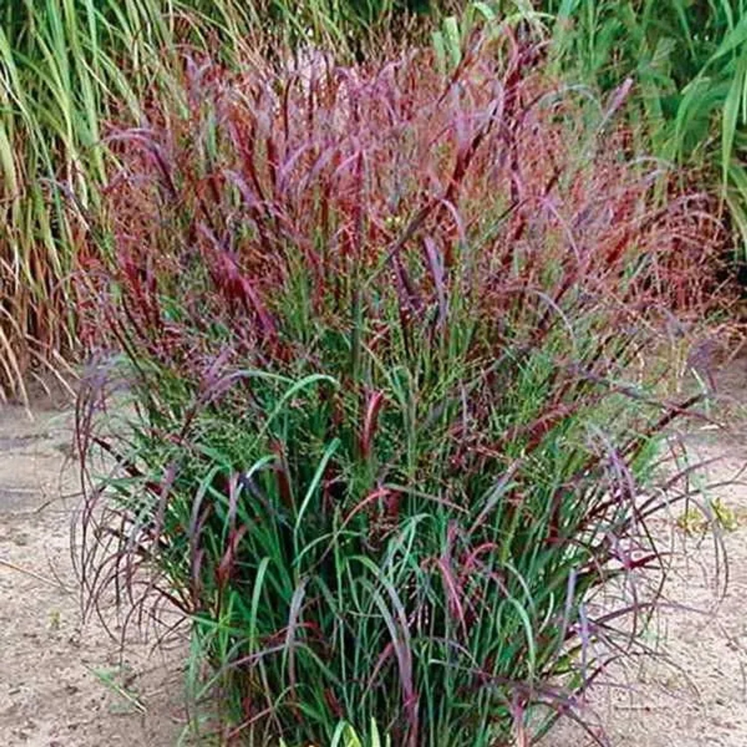 6x Rutenhirse 'Squaw' Panicum virgatum Topf 9 cm Herbstfärbung
