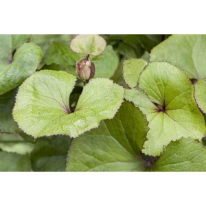 Zahnblatt (Ligularia Dentata) im 11x11 cm Topf mit grünen Blättern und einer Blüte.