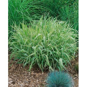 Buntes Rohrglanzgras (Phalaris Arundinacea Picta) im 9x9 cm Topf, grüne Blätter mit weißen Streifen.