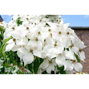 Nahaufnahme des blühenden Blumen-Hartriegels (Cornus Kousa) mit weißen Blüten.
